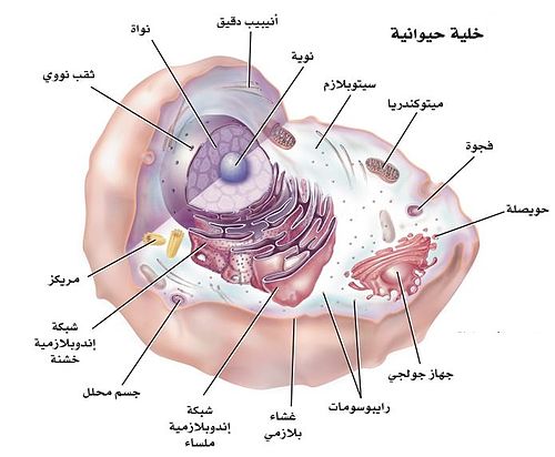 بحث عن الخلية وتركيبها وأنواعها - أنواع الخلايا