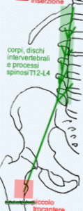 psoas عظيم