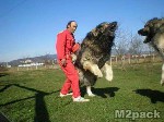 الكلب القوقازي