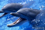 california, san diego, sea world, bottlenose dolphin (tursiops truncatus) pair, b1875