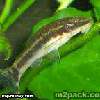 أسماك الكات فيش otocinclus catfish