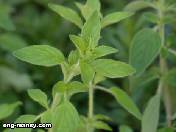 فوائد واضرار Marjoram