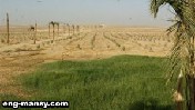 الرئيس السيسى نخطط لزراعة 450 ألف فدان داخل سيناء