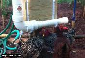 Poultry watering