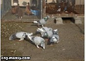 الحمام الشامي syrian pigeons