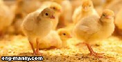 تجنيس الكتاكيت sexing the chicks