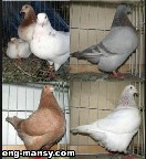 حمام الموندين الفرنسي french mondain pigeons