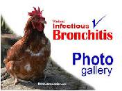 infectious bronchiti1