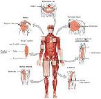 skeletal muscle relaxants