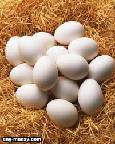 جدول 73 تكلفة إنتاج البيض في ولاية أيوا الأمريكية والتي تعتبر من أكبر الولايات في إنتاج بيض المائدة في الولايات المتحدة الأمريكية