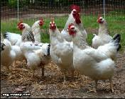 جدول 74 دراسة جدوى لمشروع عنبر دجاج بياض