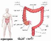 س أيهما أطول الأمعاء الغليظة أم الدقيقة