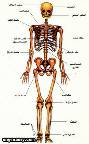 س كم عدد العظام التي يتألف منها الهيكل العظمي للإنسان
