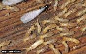 س لماذا يأكل النمل الأبيض الخشب
