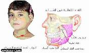 س ما فائدة الغدد النكفية