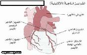 س ما هو الشريان