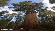 س ما هي أطول شجرة في العالم