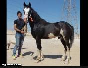 مصطلحات (مسميات) الخيل والحصان 1من اصل2