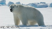 مشاهد مُبكية لدب قطبي على حافة الموت جوعاً