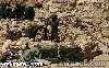 الجيش السوري يسيطر على تلال حاكمة في القلمون الغربي بريف دمشق