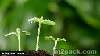 الهرمونات النباتية ومنظمات النمو (1 5)