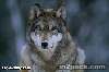 صفات الذئب الطبيعيّة والسلوكية