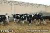 ملف أبقار وأغنام\حلول مقترحة لمشكلة ارتفاع أسعار اللحوم الحمراء في مصر 4من اصل4