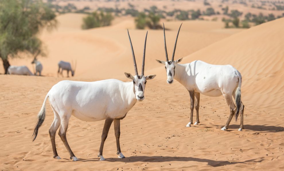 الحيوانات البرية في دولة قطر