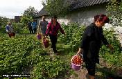 Local residents carry buckets with strawberries they gathered for sale on the wholesale market, in the village of vitchin